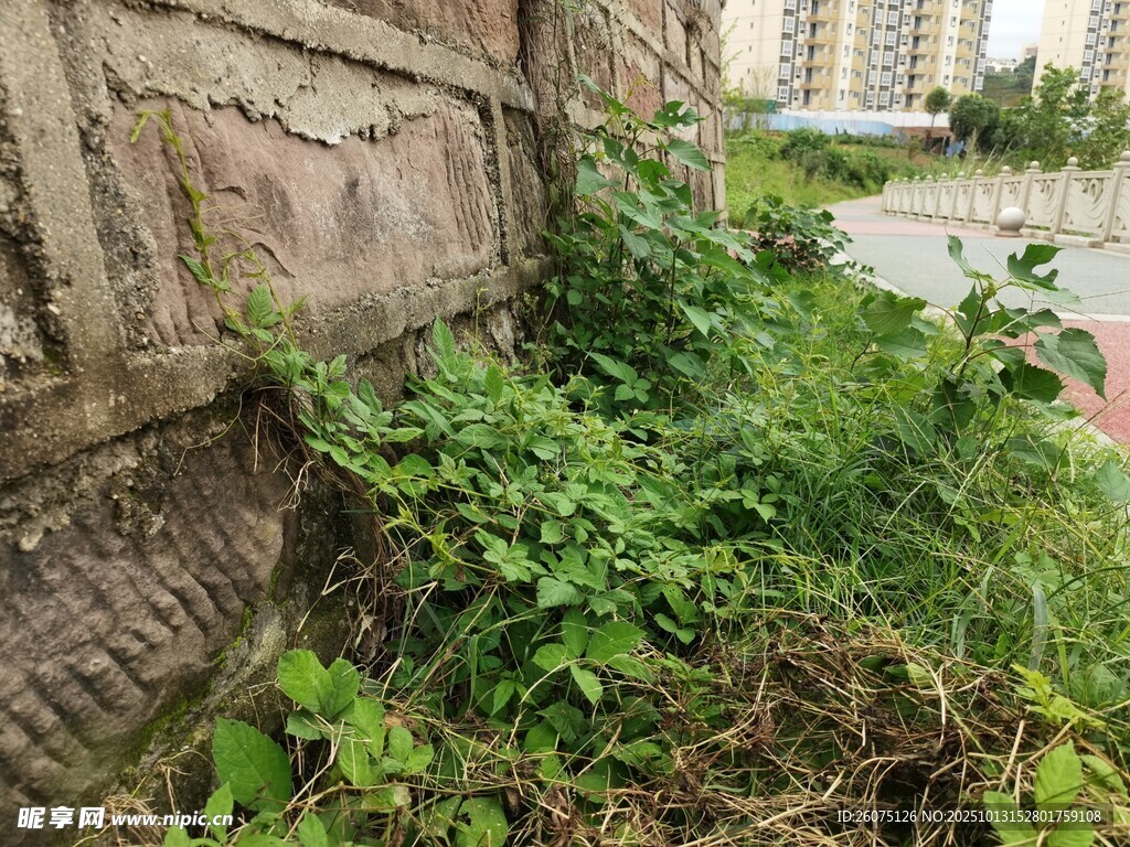 墙角处的蓬勃绿植