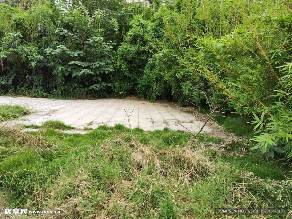 野外草地中的白色区域