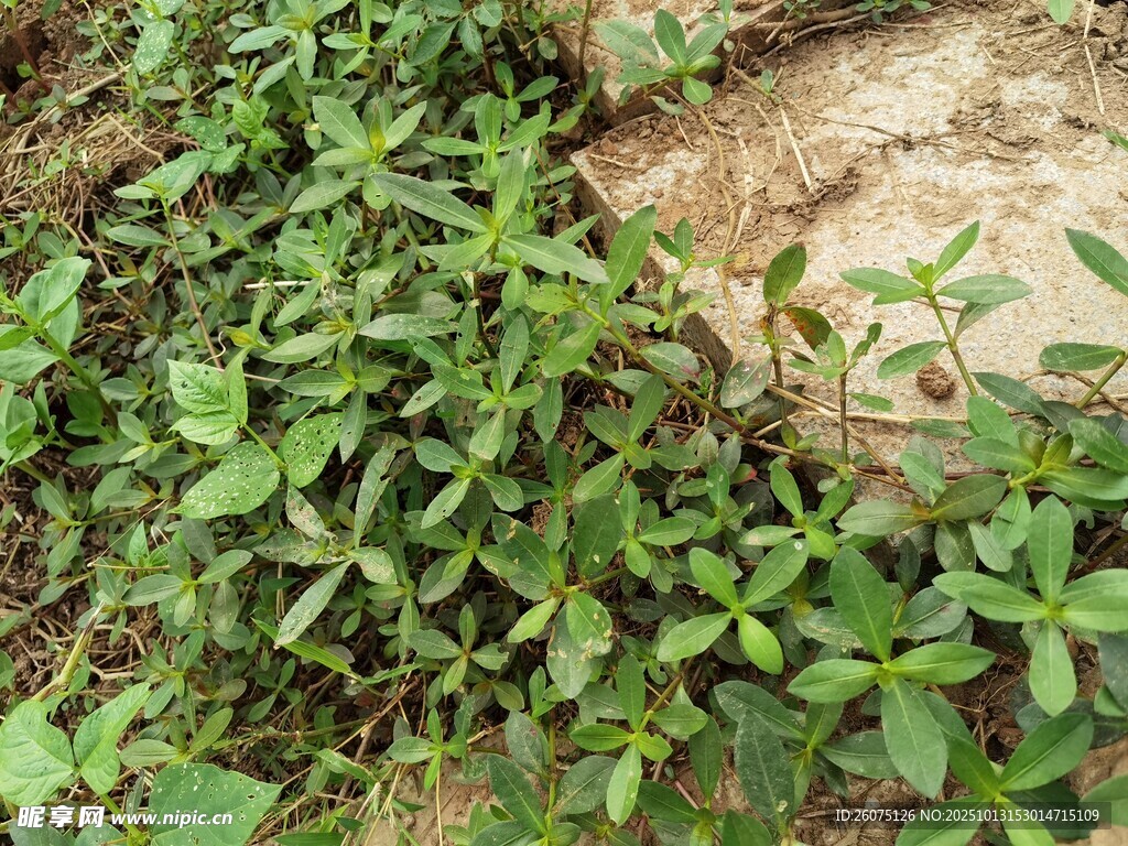 地面生长的绿色植物