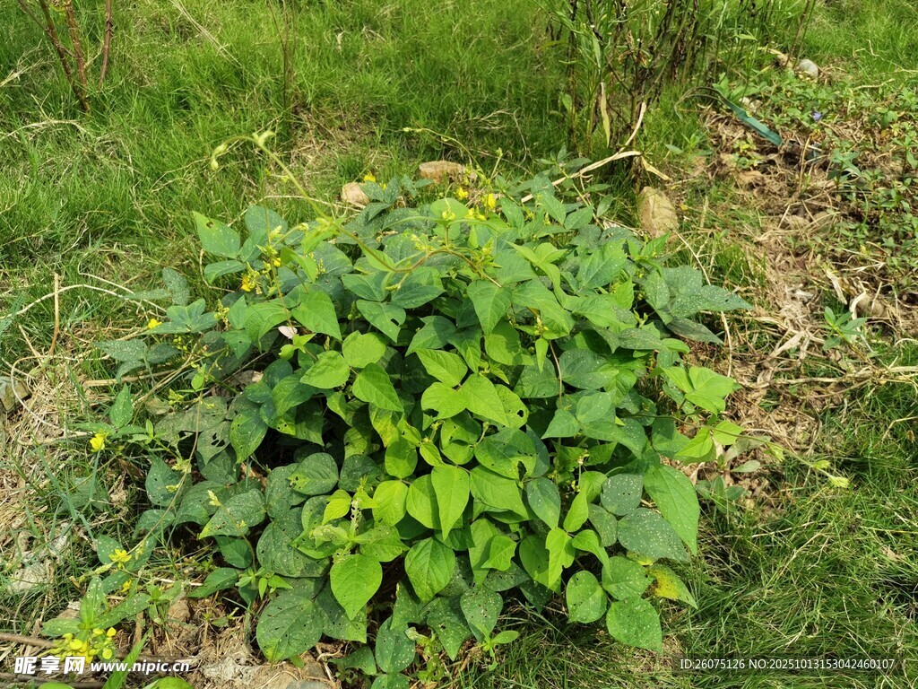 绿叶繁茂的地面植物
