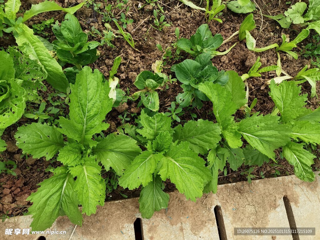嫩绿蔬菜苗生长于菜园