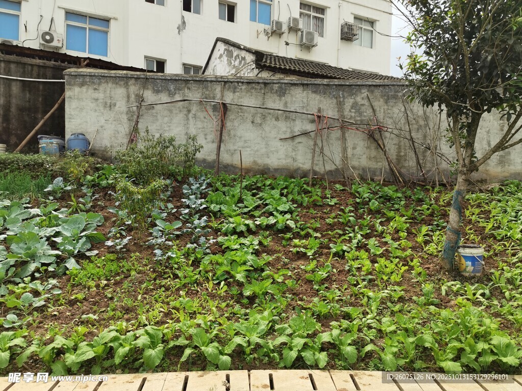庭院中的小菜园景观