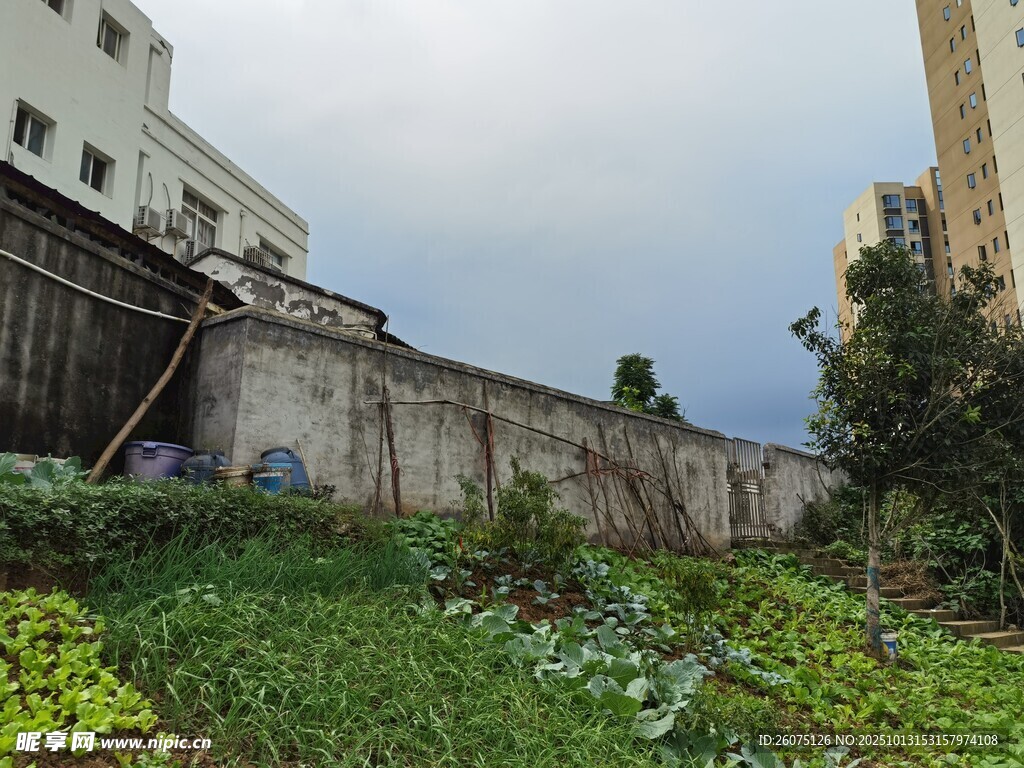 城市墙边的生机小菜园
