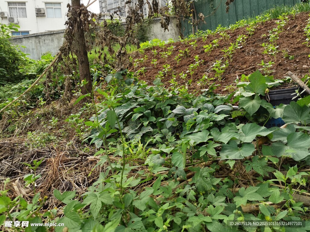 山坡绿植景观