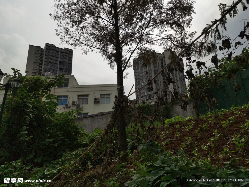 荒废建筑旁的树木与植被