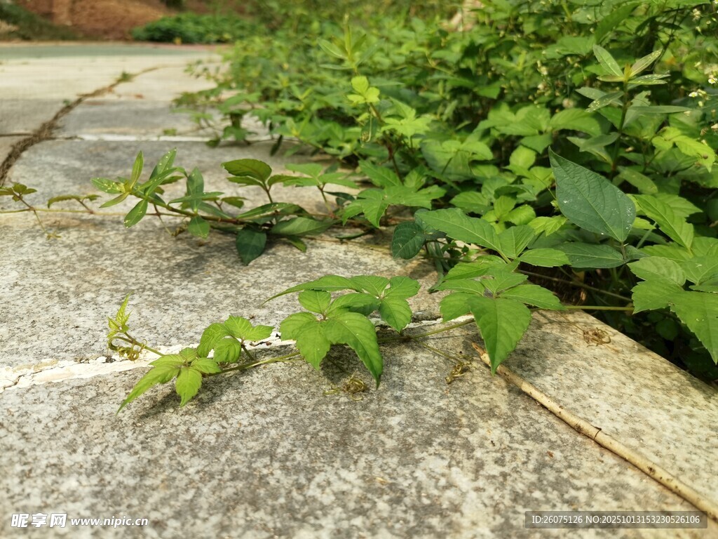 石缝中生长的翠绿植物