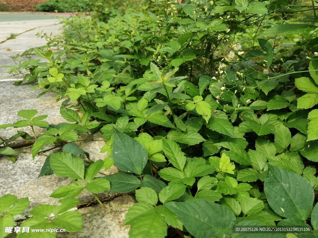 绿叶繁茂的地面植物景观