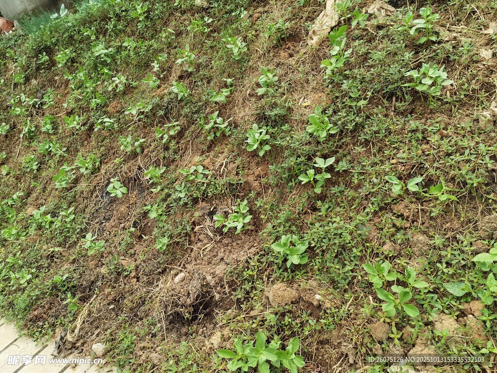 地面上的绿色植物与泥土