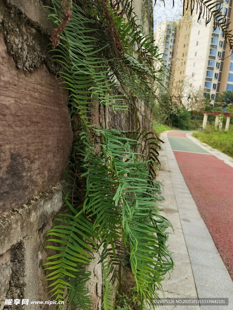 墙边蕨类植物与城市步道