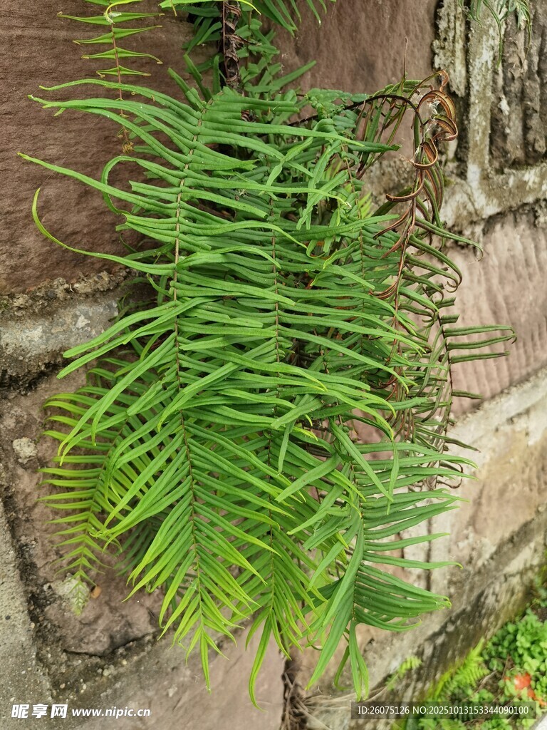墙边翠绿蕨类植物