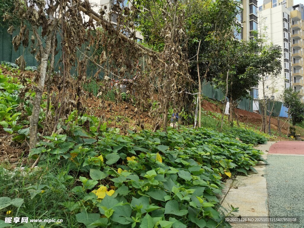 城市角落的绿植景观