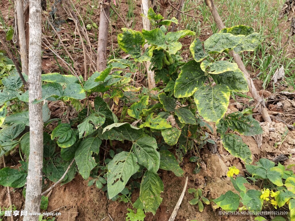 野外绿植生机勃勃的景象