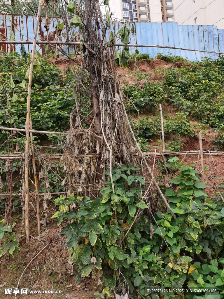 老树桩旁的繁茂绿植