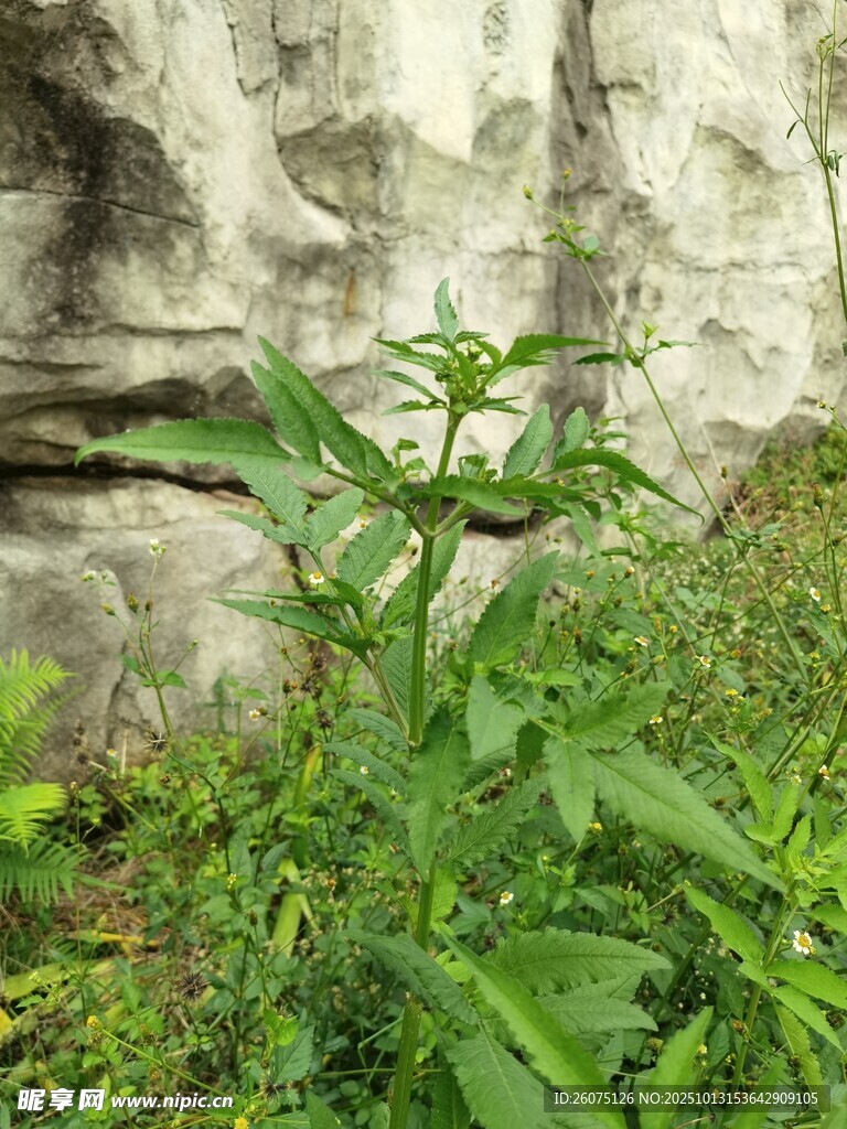 石缝间的蓬勃绿植