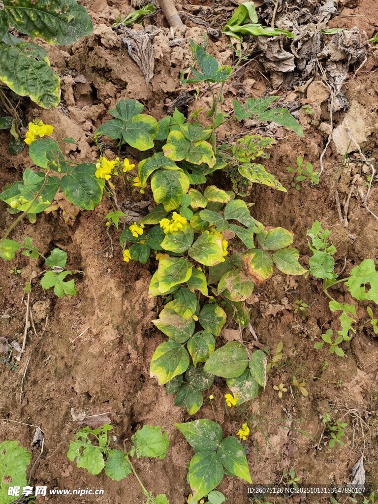 地面生长的黄绿相间植物