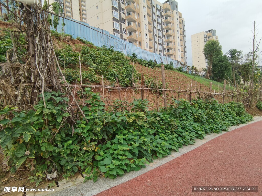 城市步道旁的绿植景观