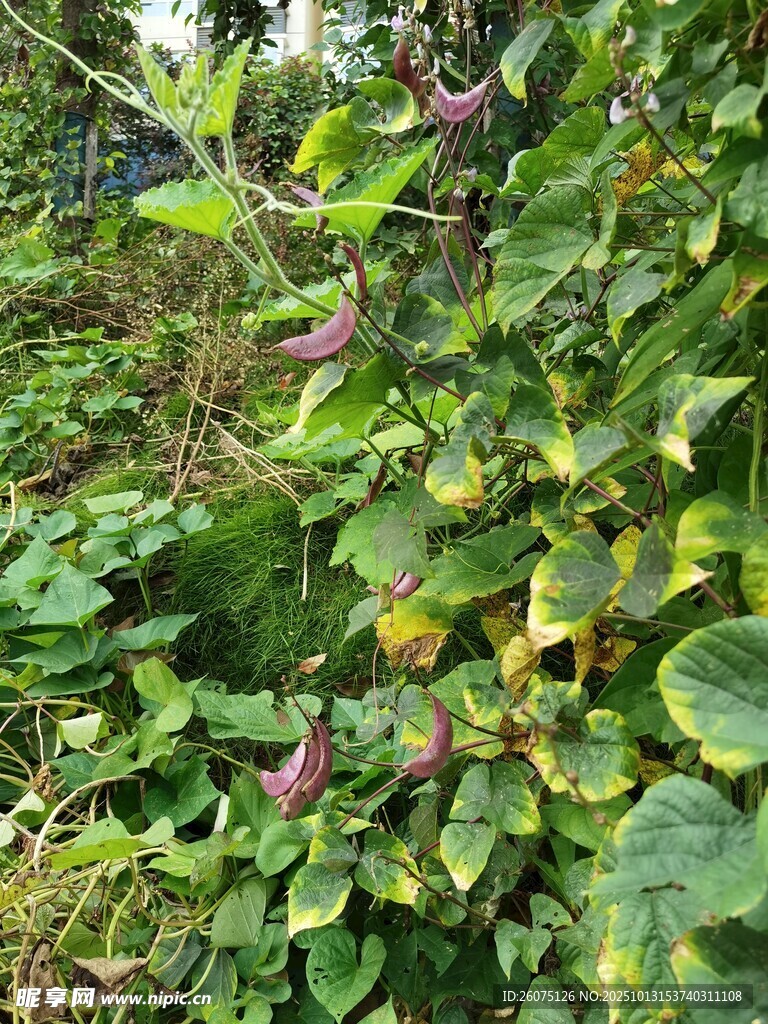 繁茂绿植中的多彩叶片