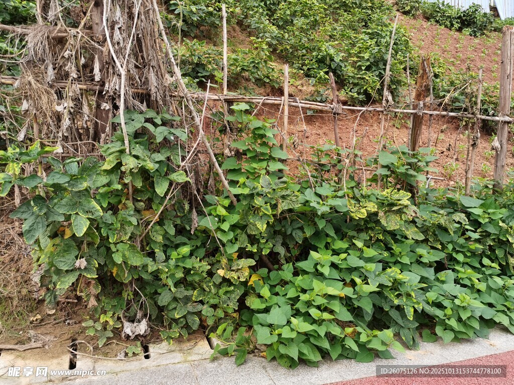 墙边繁茂绿植景观