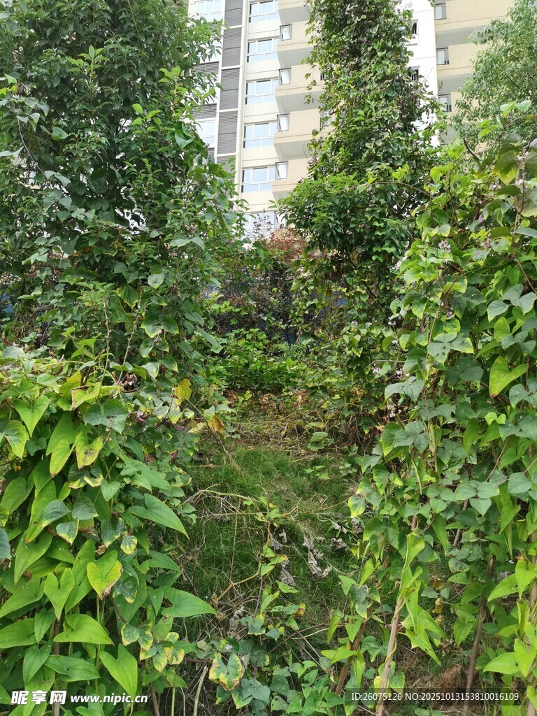 繁茂绿植景观