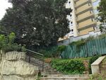 城市中绿植环绕的石阶