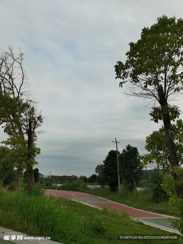 郊外林荫小道风景