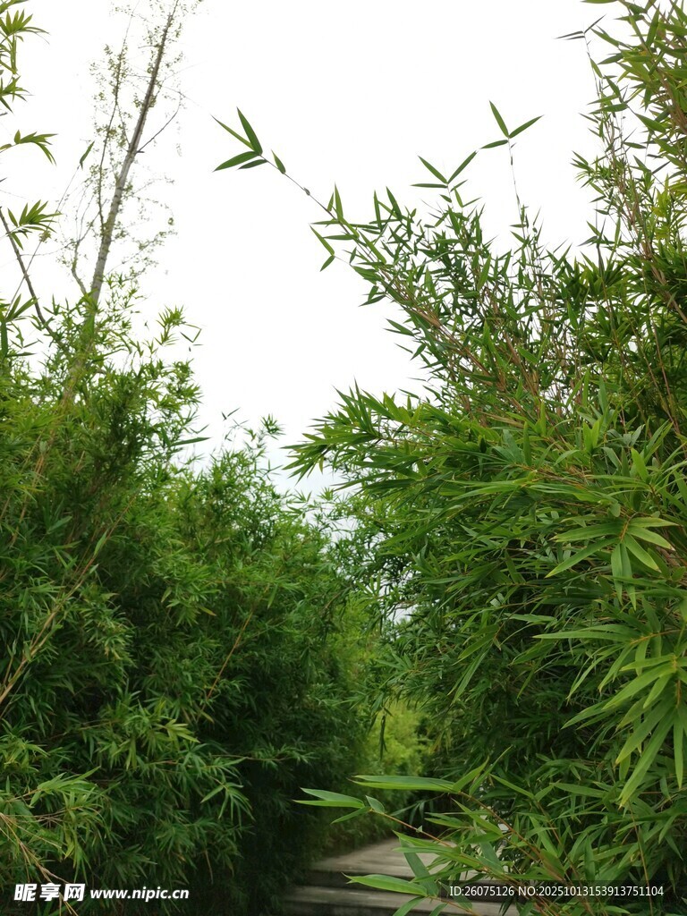 竹林小径