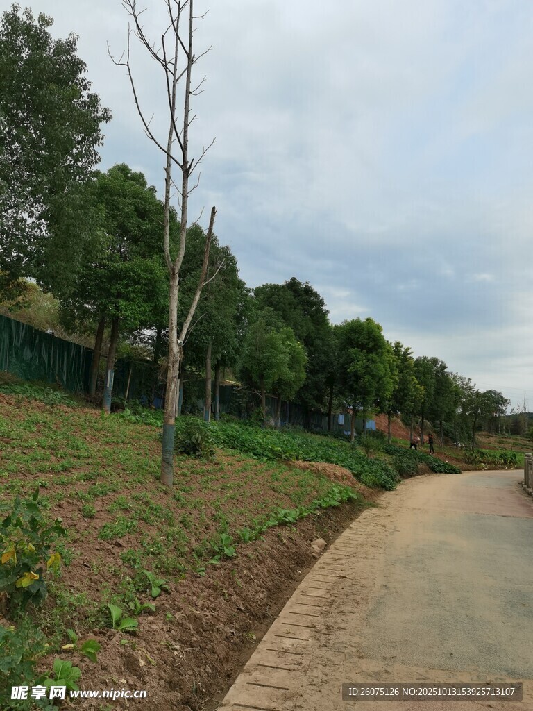 乡村小路旁的绿植景观