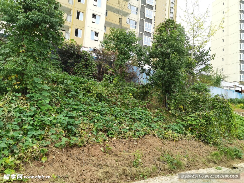 小区旁繁茂绿植景观
