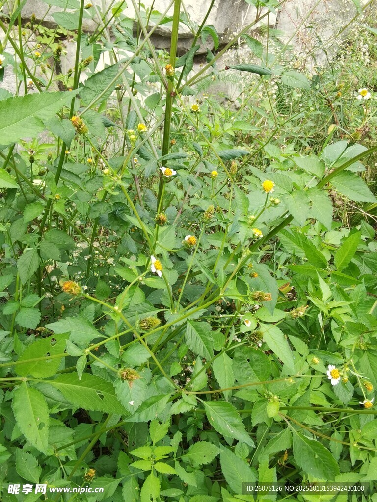 繁茂绿植中的黄色小花