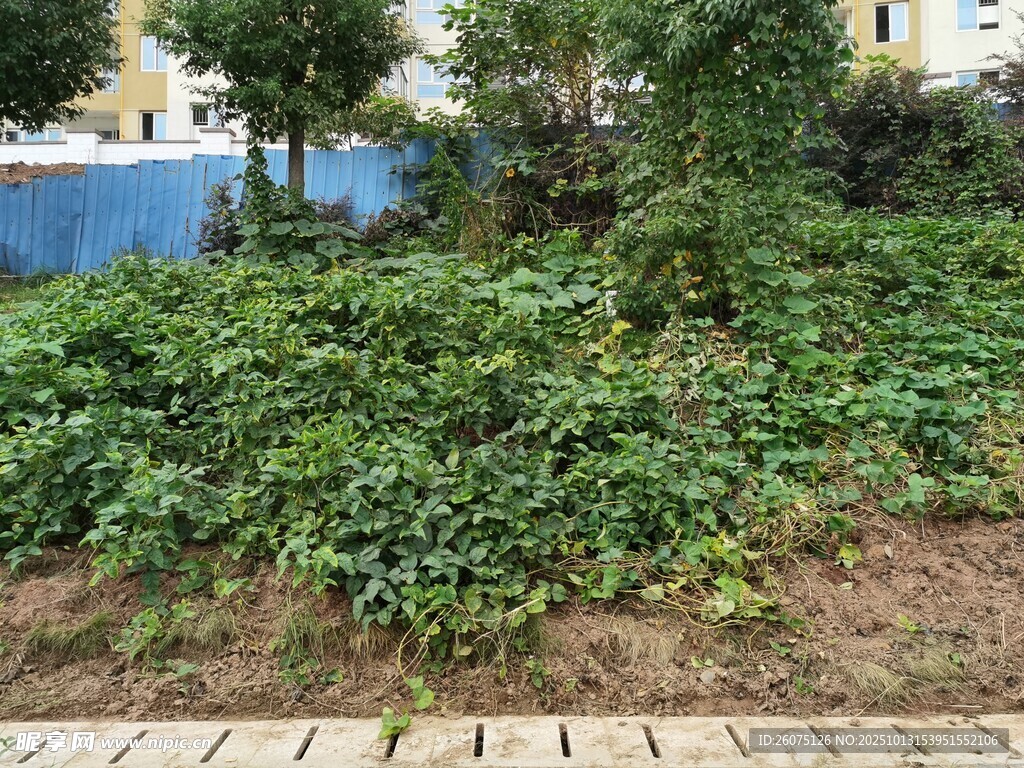 绿植环绕的砖砌小径