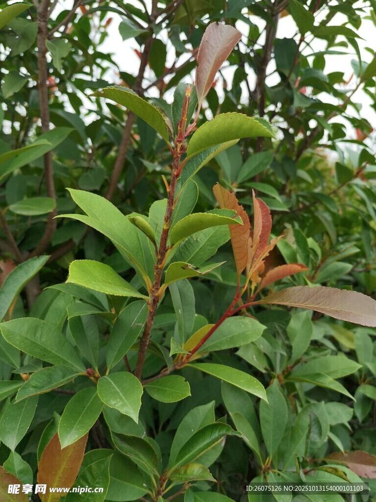 绿叶间的多彩植物新叶