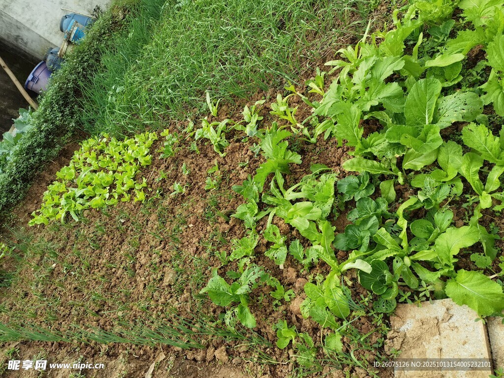绿意盎然的菜园植物景观