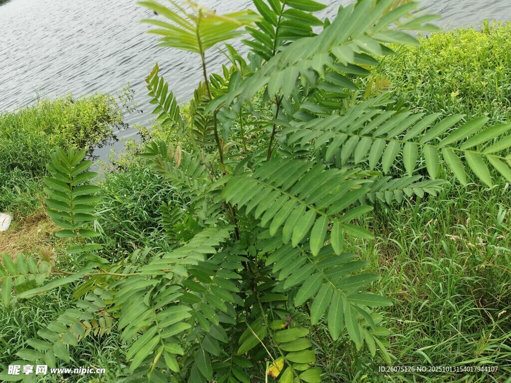 水边生长的翠绿蕨类植物