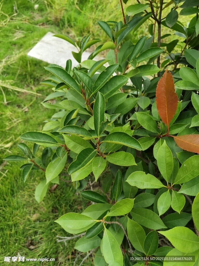 绿叶间的橙红色植物