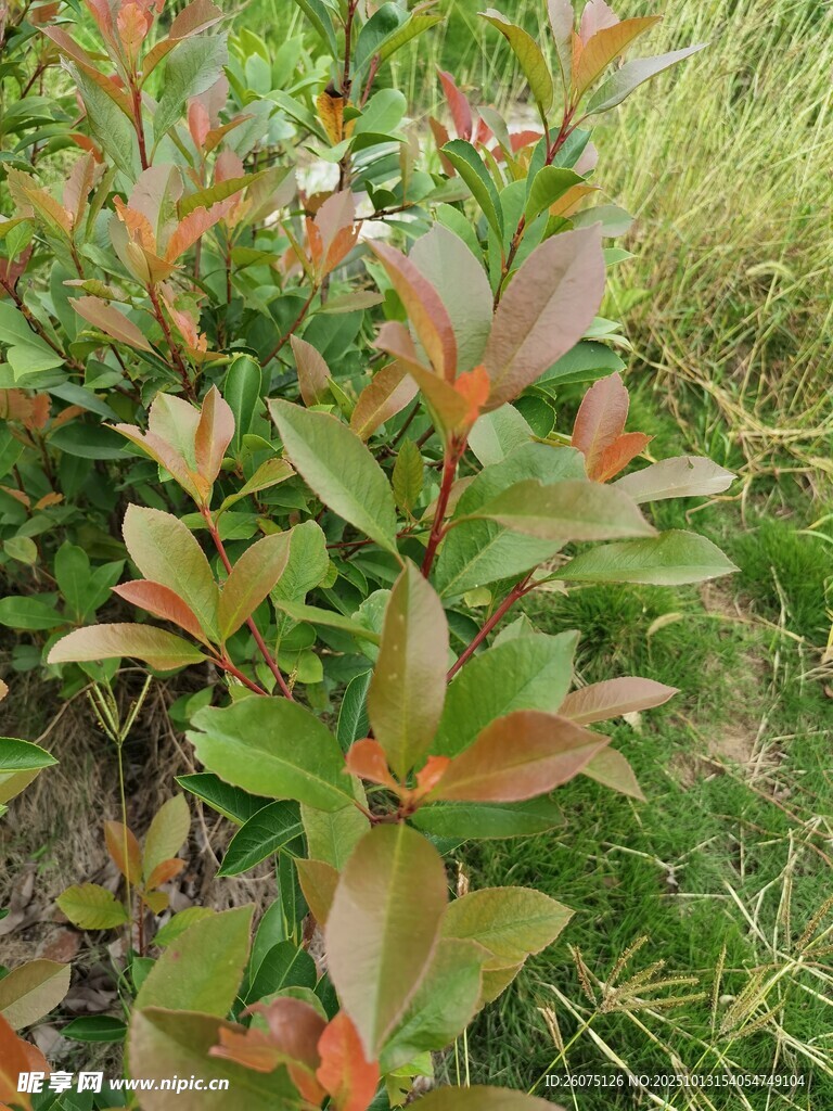 红叶绿植特写