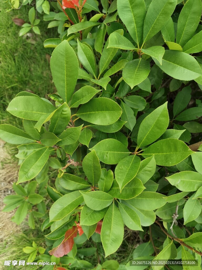 绿叶红花植物特写