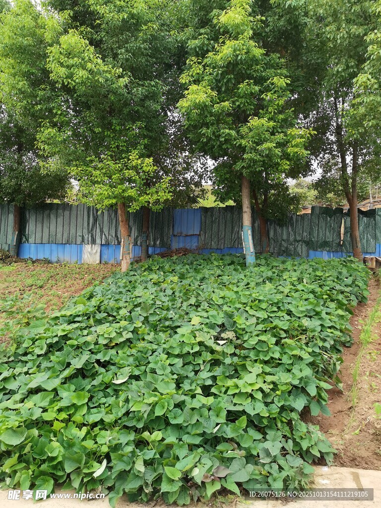 绿叶繁茂的菜园景观