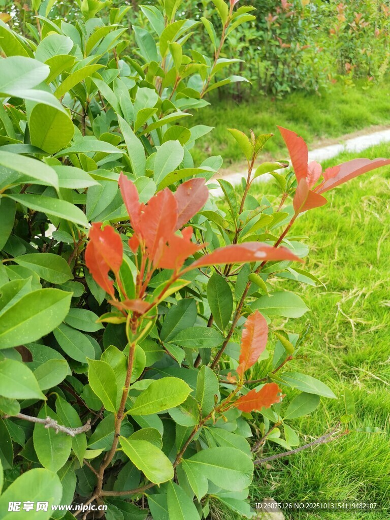 绿叶丛中艳红植物