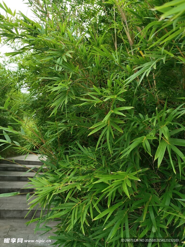 翠绿竹林中的石板小径