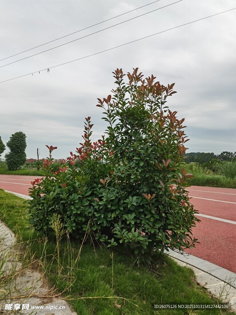 路边绿植与红色路面景观
