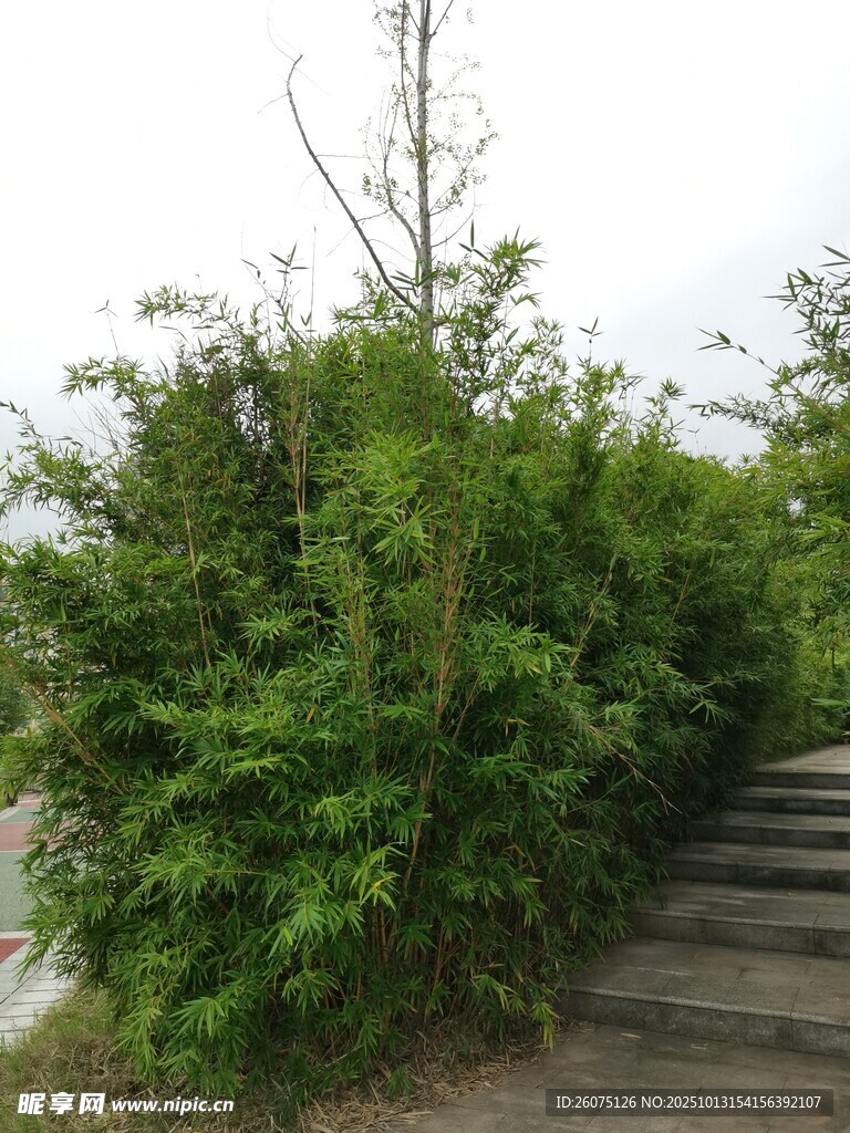 小径旁繁茂的绿色灌木丛