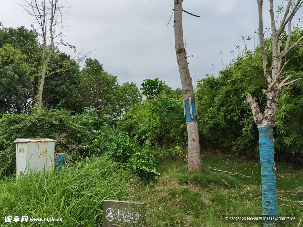 户外绿植环绕的场景