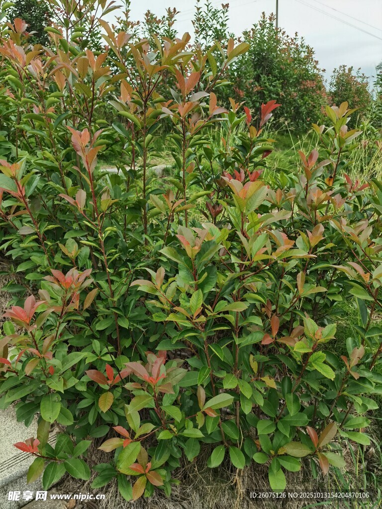 色彩斑斓的绿植景观