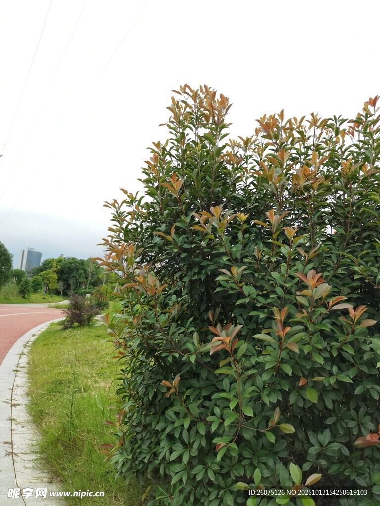 路边绿植景观