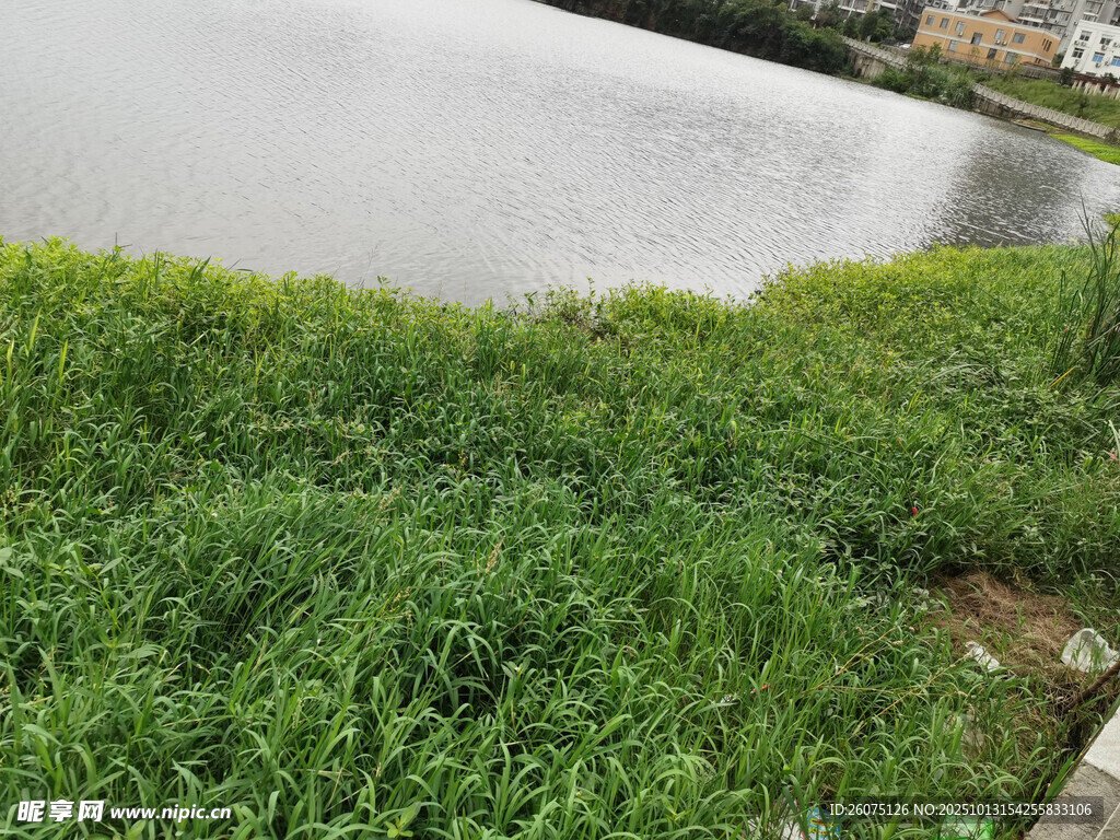 湖畔葱郁草地风景