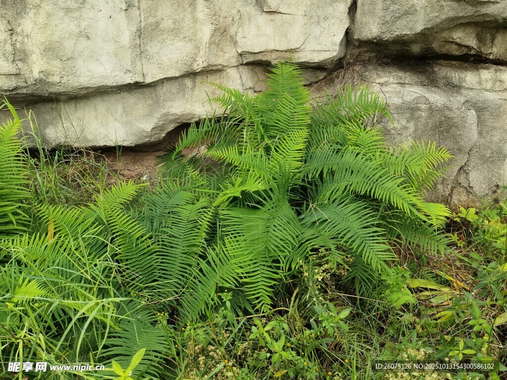石缝中生长的翠绿蕨类植物