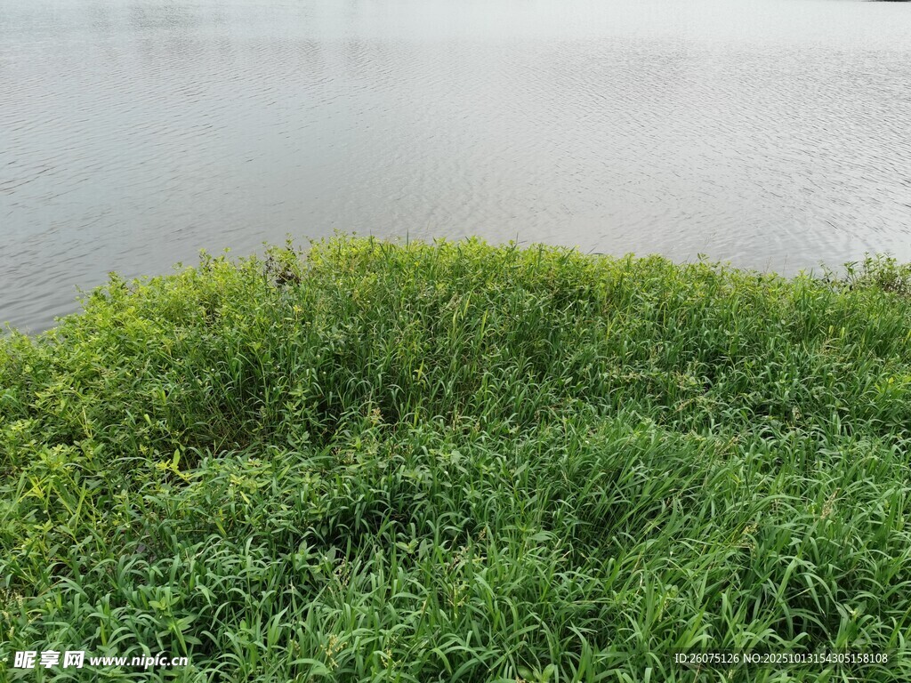 湖畔翠绿草地风景