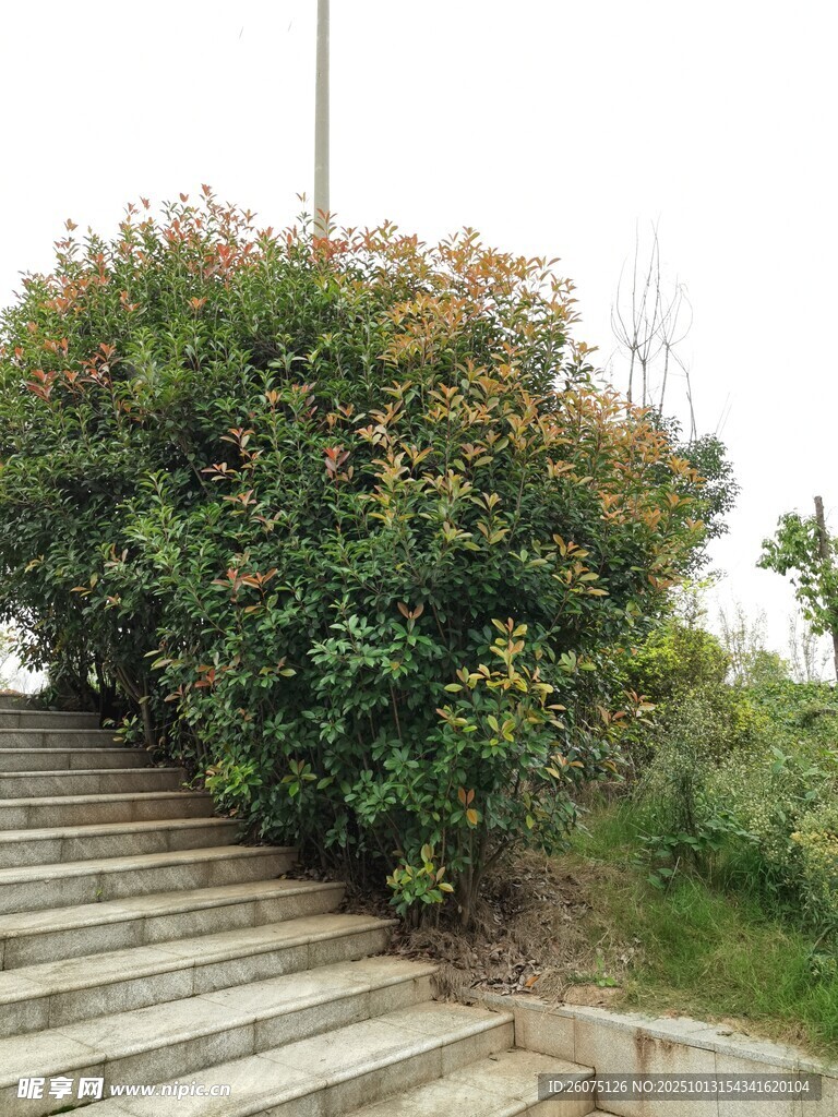 石阶旁的繁茂绿植