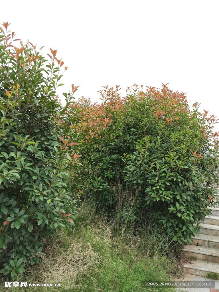 路边繁茂绿植与石阶
