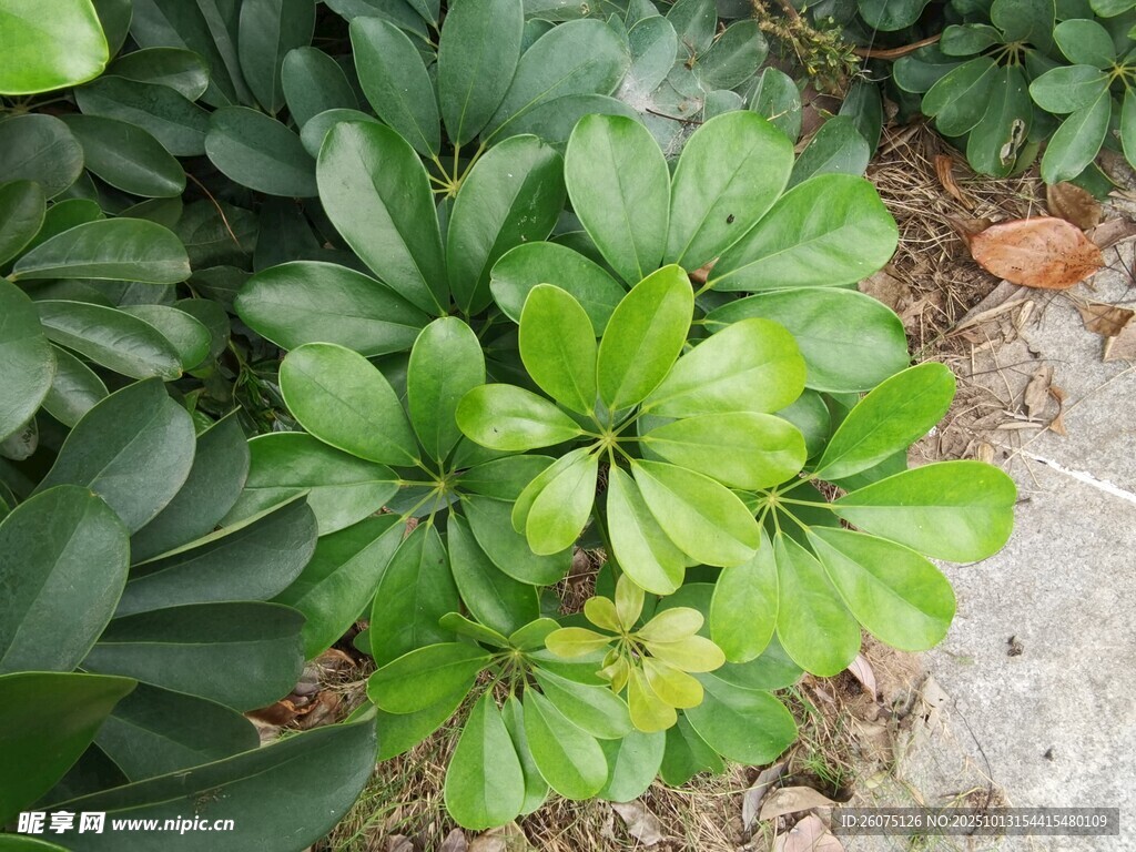 翠绿海桐叶